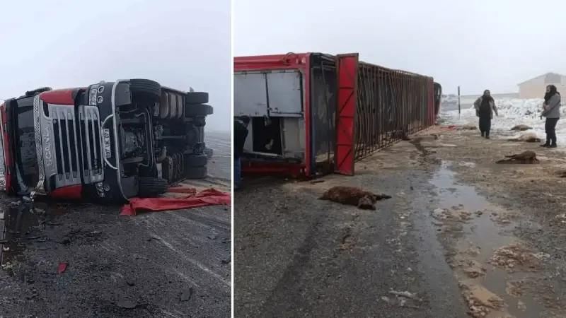 Patnos’ta hayvan yüklü tır devrildi: 10 küçükbaş telef oldu – Yeni Şafak