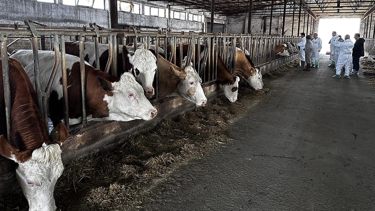 Ağrı’da hayvan borsası 30 gün kapatıldı: Sevkler durdu – Manşet Haber