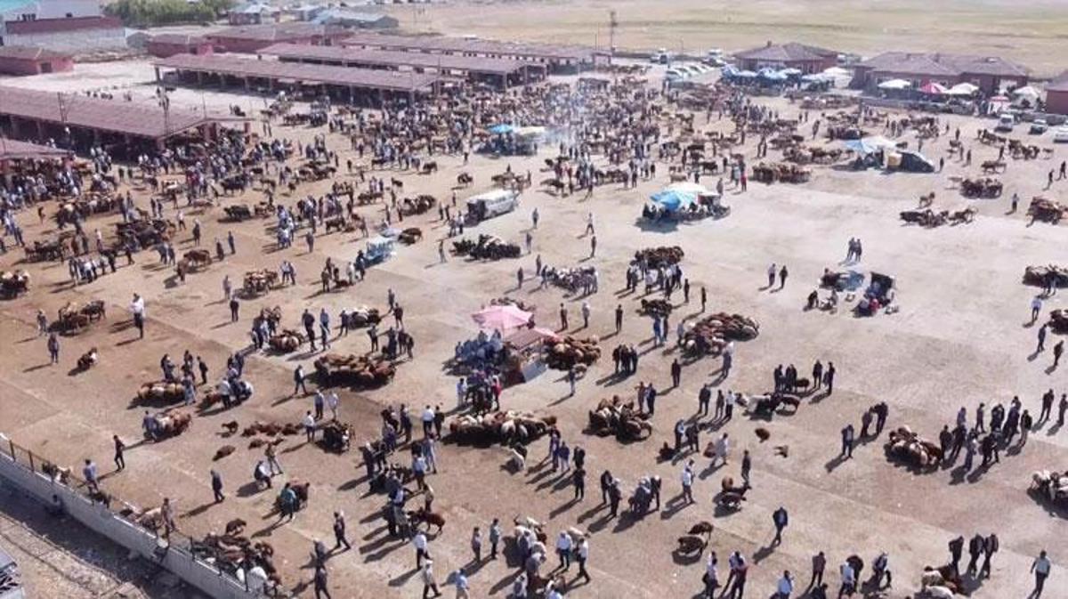 Ağrı Hayvan Borsası şap hastalığı nedeniyle 30 gün süreyle kapatıldı – Gazete Vatan