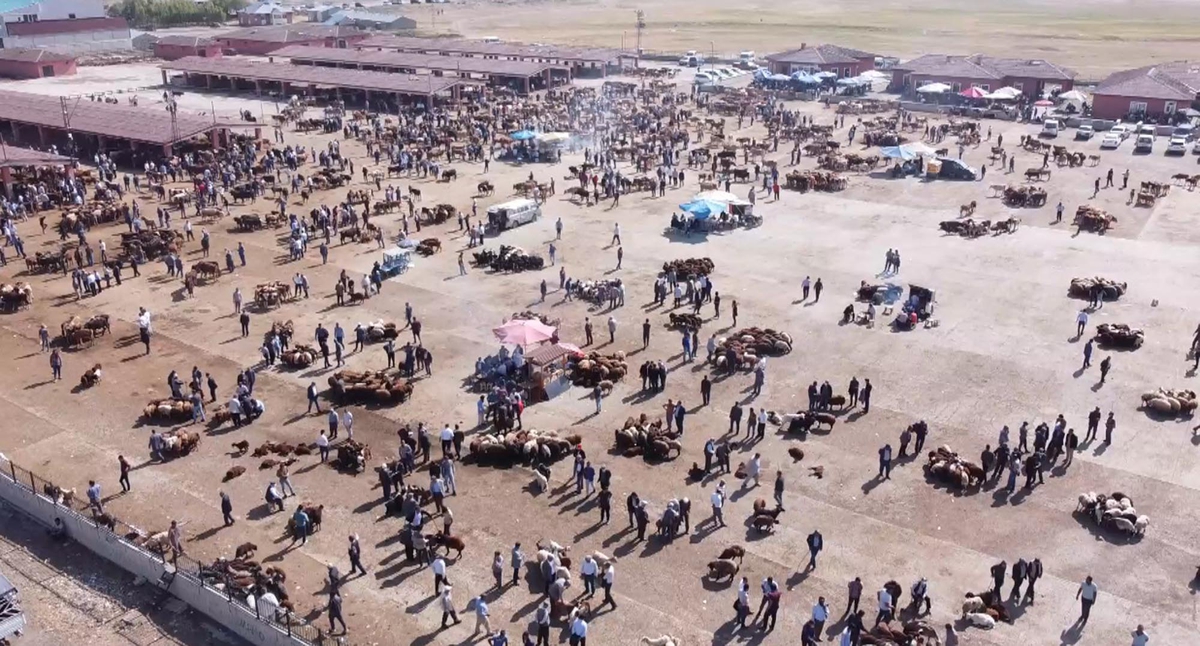 Ağrı’da şap alarmı! İl Hayvan Borsası 18 Ekim’den itibaren 30 gün kapatılıyor – Haberler
