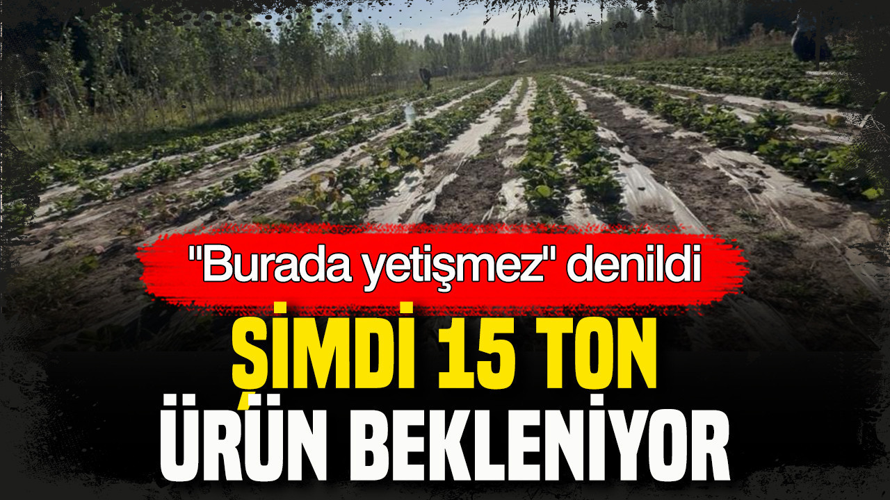 “Burada yetişmez” denildi: Şimdi 15 ton ürün bekleniyor – Yeniçağ Gazetesi