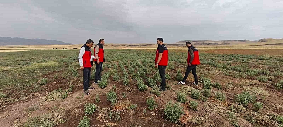 Patnos’ta Emekli Müteahhidin 30 Dönümlük Arazisinde Ada Çayı Hasadı Yaklaşıyor, İlçe Müdürlüğü Projeye Dönüştürmek İstiyor – Son Dakika