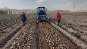 Patnos topraklarında yetişiyor, Cips fabrikalarına gidiyor – Habertürk