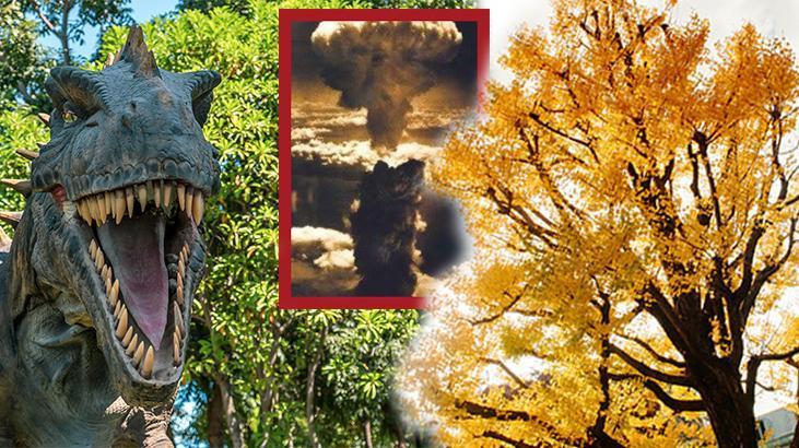 Dinozor yaşında, Hiroşima’dan sağ kurtuldu! Dünya tarihinin en eski tanığı tehlike altında – Milliyet
