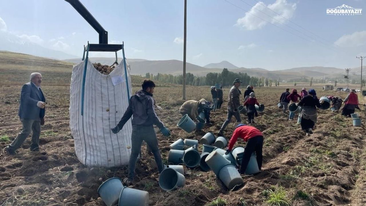 Ağrı toprakları cips fabrikalarının ana kaynağı oluyor! – Doğubayazıt Gazetesi