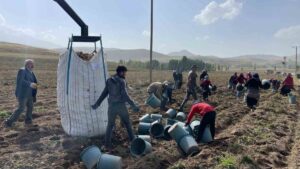 Ağrı Patnos’ta üreticiler 450 dönümlük arazide 1.500 ton patates bekliyor – Son Dakika