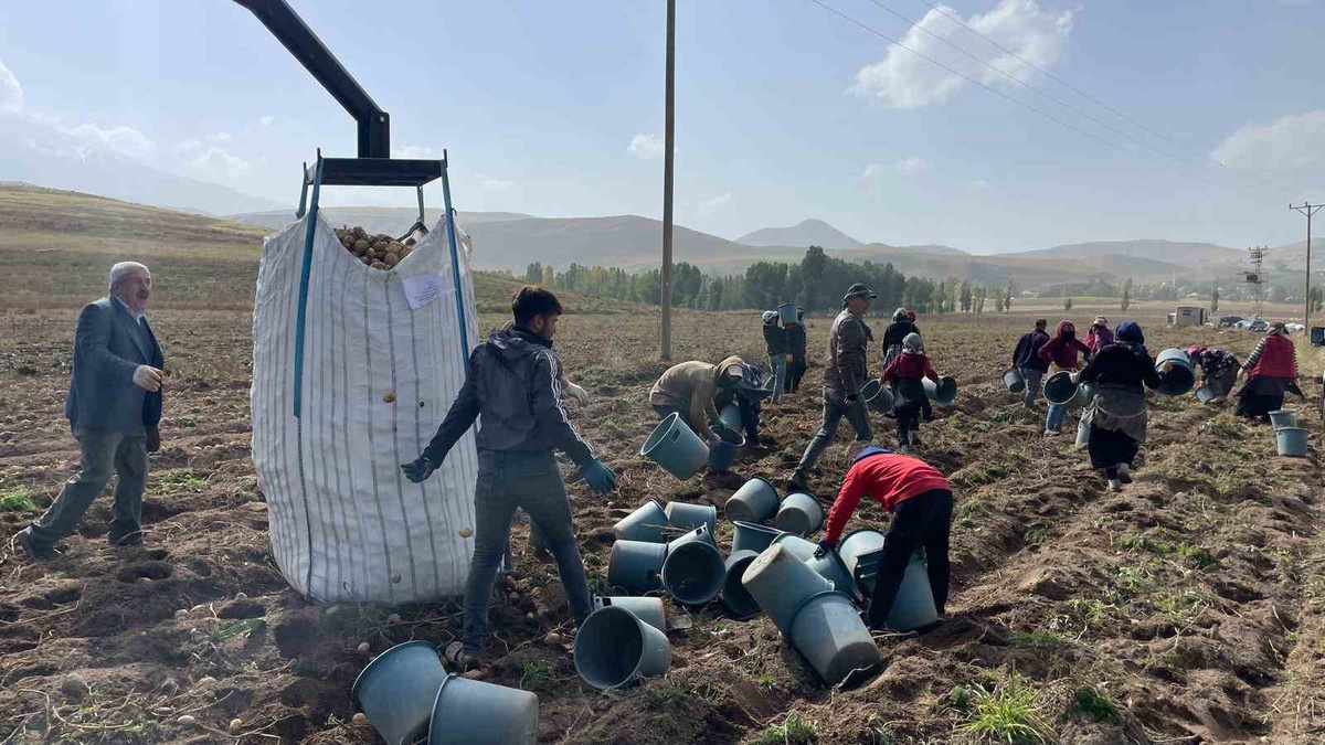 Ağrı Patnos’ta üreticiler 450 dönümlük arazide 1.500 ton patates bekliyor – Son Dakika